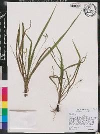 Hypoxis curtissii image