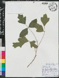 Toxicodendron pubescens image