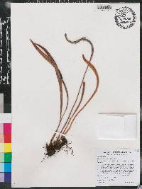 Elaphoglossum eggersii image