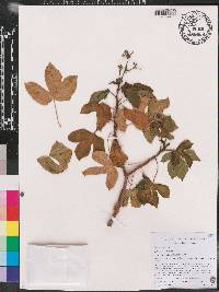 Jatropha gossypiifolia image