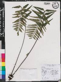 Asplenium auritum image