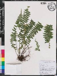 Asplenium pseuderectum image