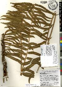 Nephrolepis biserrata image