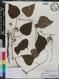 Ampelopsis cordata image