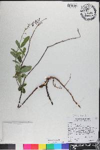 Desmodium incanum image