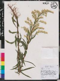 Solidago leavenworthii image