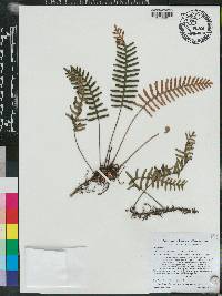 Pleopeltis polypodioides image