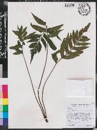 Asplenium abscissum image