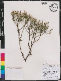 Arnoglossum floridanum image