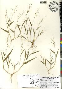 Urochloa ramosa image