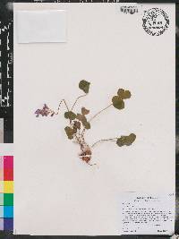 Oxalis debilis image