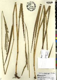 Paspalum floridanum image