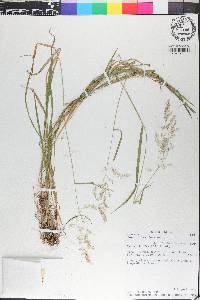 Rhynchospora fascicularis image