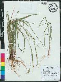 Carex godfreyi image