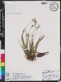 Carex gholsonii image