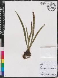 Polytaenium lineatum image