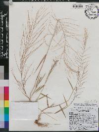 Leptochloa panicea image