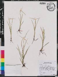 Rhynchospora colorata image