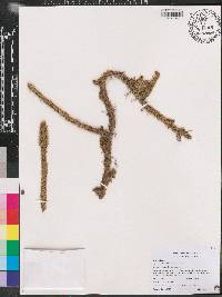 Lycopodiella alopecuroides image