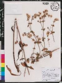 Eriogonum tomentosum image