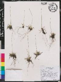 Lachnocaulon anceps image