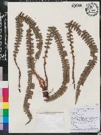 Polystichum triangulum image