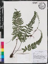 Asplenium flabellulatum image