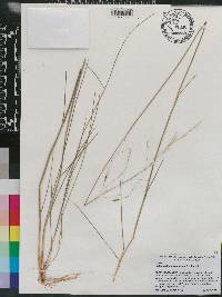 Piptochaetium avenaceum image