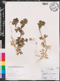 Selaginella sertata image