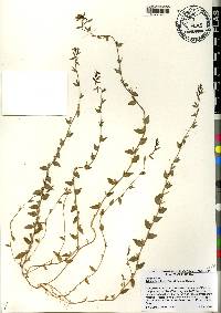 Triodanis perfoliata var. biflora image