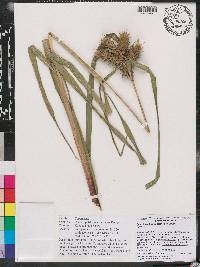 Carex lupuliformis image