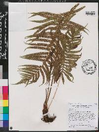 Thelypteris patens image