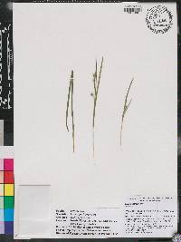 Carex godfreyi image