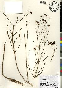 Coreopsis floridana image