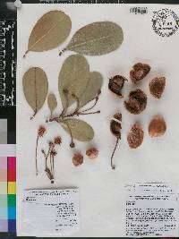 Mimusops coriacea image