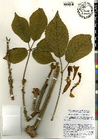 Handroanthus ochraceus image