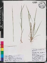 Carex godfreyi image