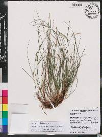 Carex godfreyi image