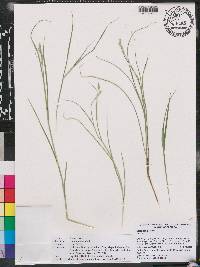 Carex longii image