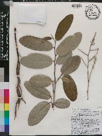 Licania rigida image