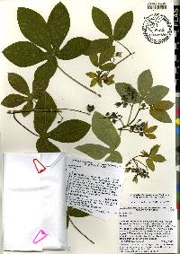 Manihot carthagenensis subsp. glaziovii image