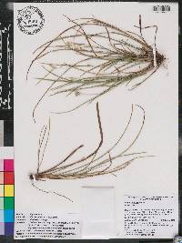 Carex godfreyi image