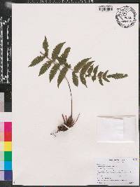 Steiropteris gardneriana image