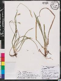 Carex styloflexa image