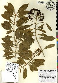 Pittosporum pentandrum image