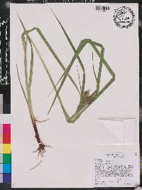 Carex lupuliformis image