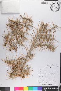 Cylindropuntia caribaea image