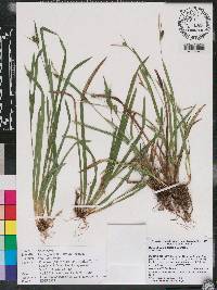 Carex gholsonii image