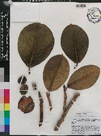 Ficus drupacea image