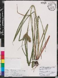 Carex lupuliformis image